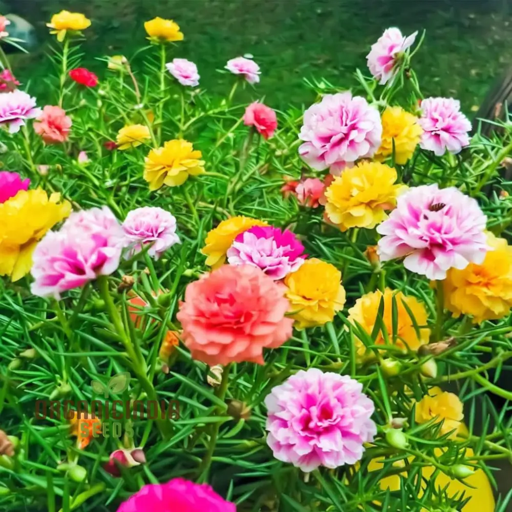 Rainbow Portulaca Flower Seeds - Perfect for Gardening Enthusiasts - Vibrant & Hardy Seeds for Your Garden