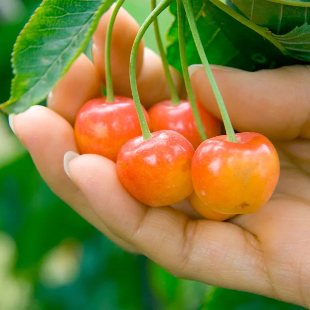 Rainier Sweet Cherry Yellow White Fruit Tree Seeds