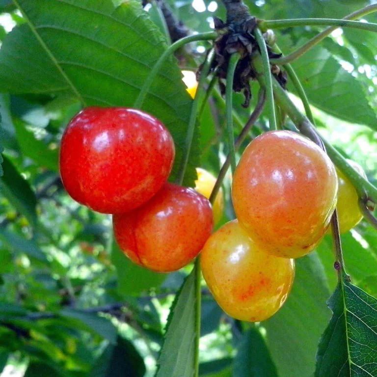Rainier Sweet Cherry Yellow White Fruit Tree Seeds - Image 3