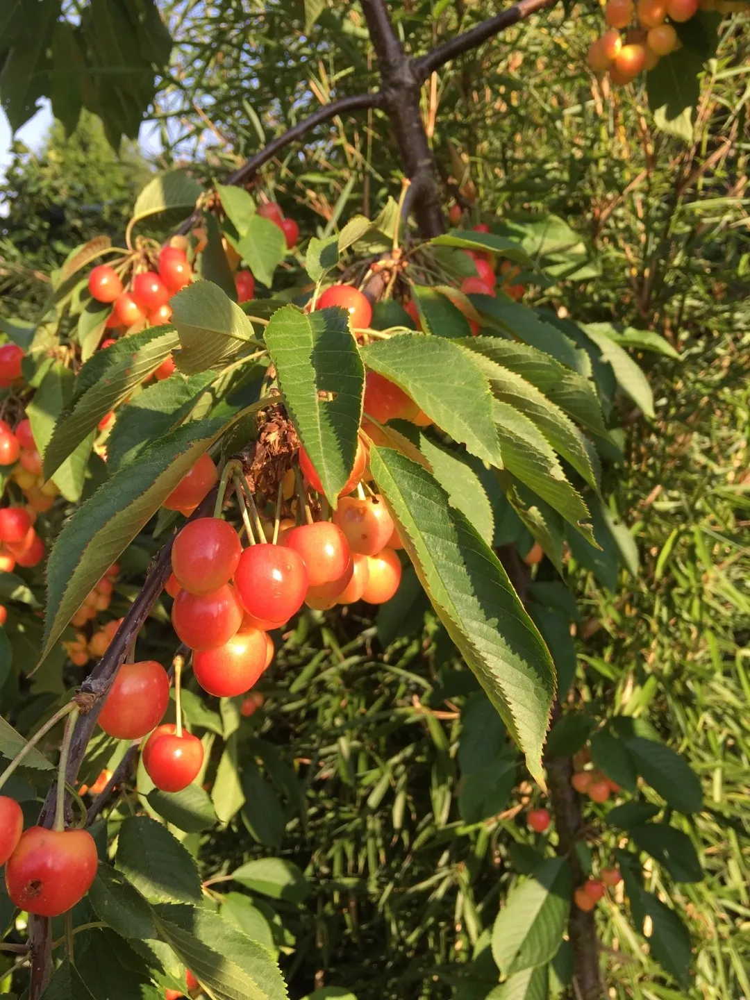 Rainier Sweet Cherry Yellow White Fruit Tree Seeds - Image 4