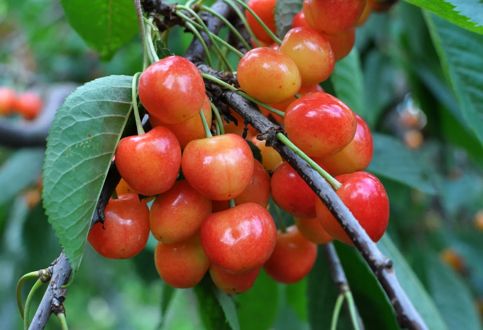 Rainier Sweet Cherry Yellow White Fruit Tree Seeds - Image 5