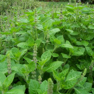 Rama Tulsi Seeds for Planting – Holy Basil | Organic, Heirloom, Non-GMO Herb Seeds for Home Garden & Medicinal Use