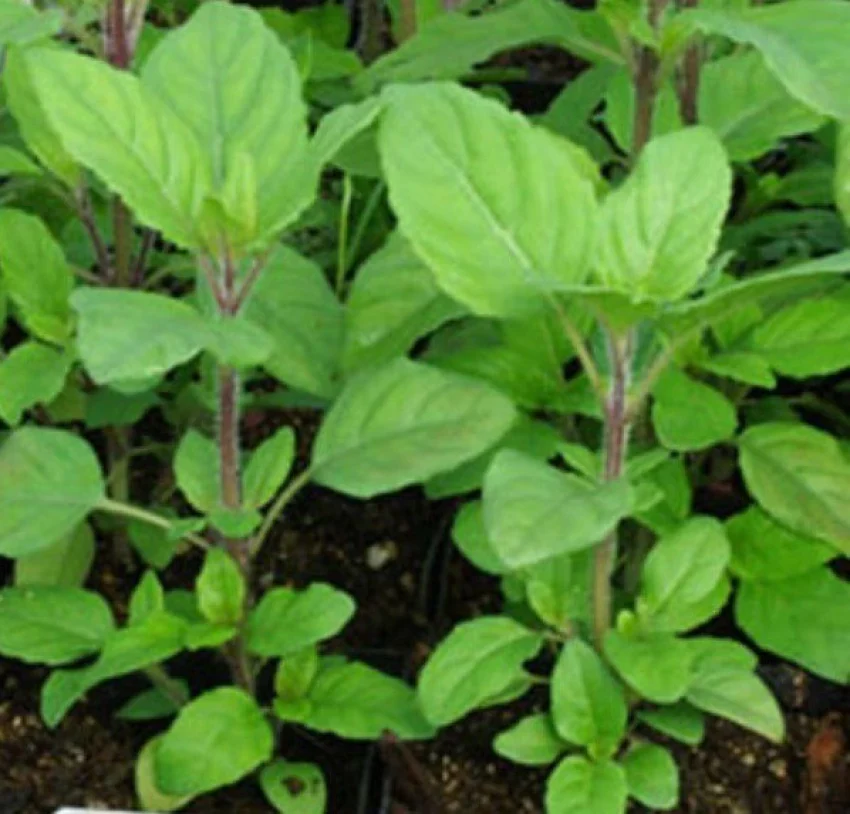 Rama Tulsi Seeds for Planting – Holy Basil | Organic, Heirloom, Non-GMO Herb Seeds for Home Garden & Medicinal Use - Image 2