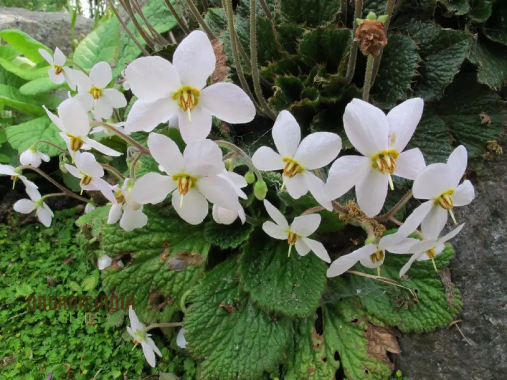 Ramonda Myconi Alba Flower Seeds For Planting, Cultivating Elegant White Alpine Blooms