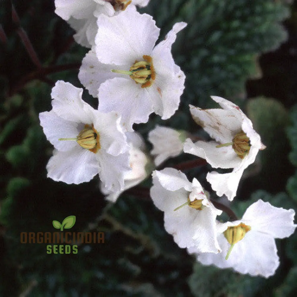 Ramonda Myconi Alba Flower Seeds For Planting, Cultivating Elegant White Alpine Blooms - Image 3