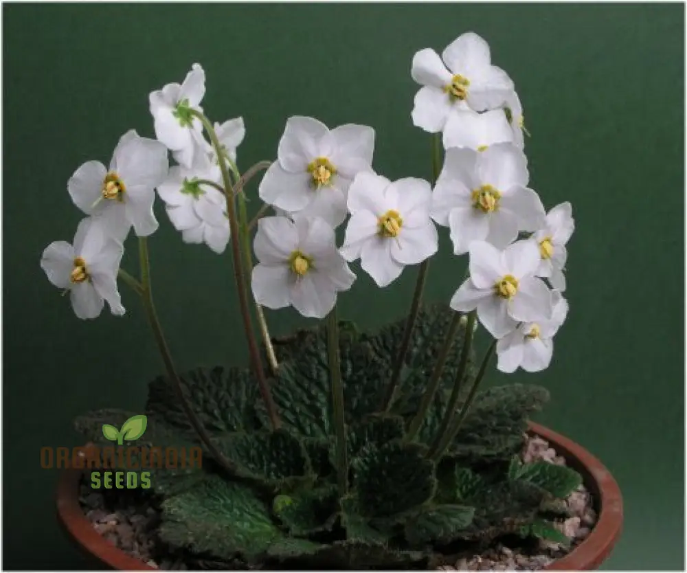 Ramonda Myconi Alba Flower Seeds For Planting, Cultivating Elegant White Alpine Blooms - Image 4