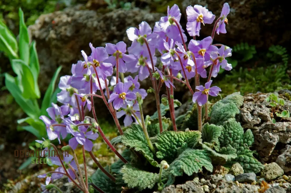 Ramonda Myconi Seeds – Alpine Rock Garden Flower - Image 4