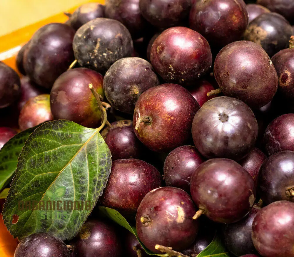 RAMONTCHI Seeds: Premium Quality Seeds for Your Gardening Needs