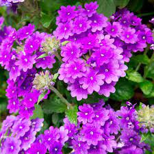 Verbena Bonariensis Flower Seeds – Tall, Airy Blooms for Home Gardens