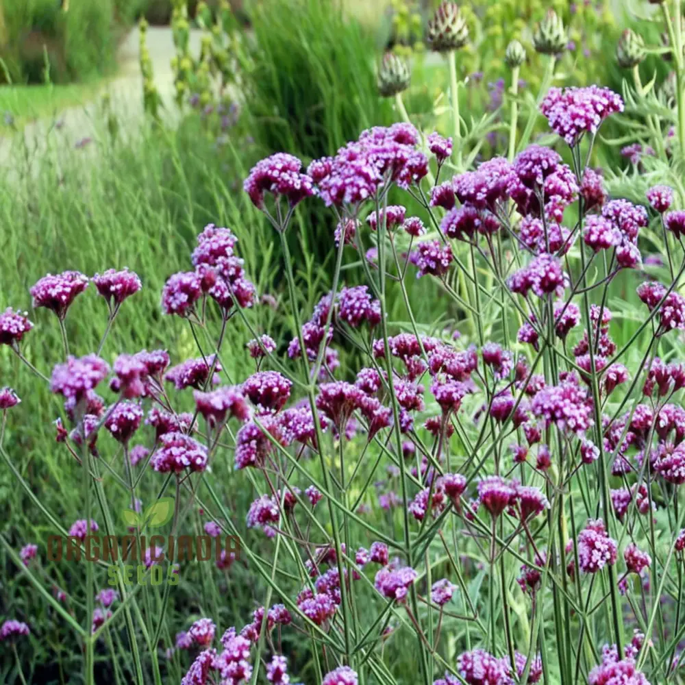 Verbena Bonariensis Flower Seeds – Tall, Airy Blooms for Home Gardens - Image 2