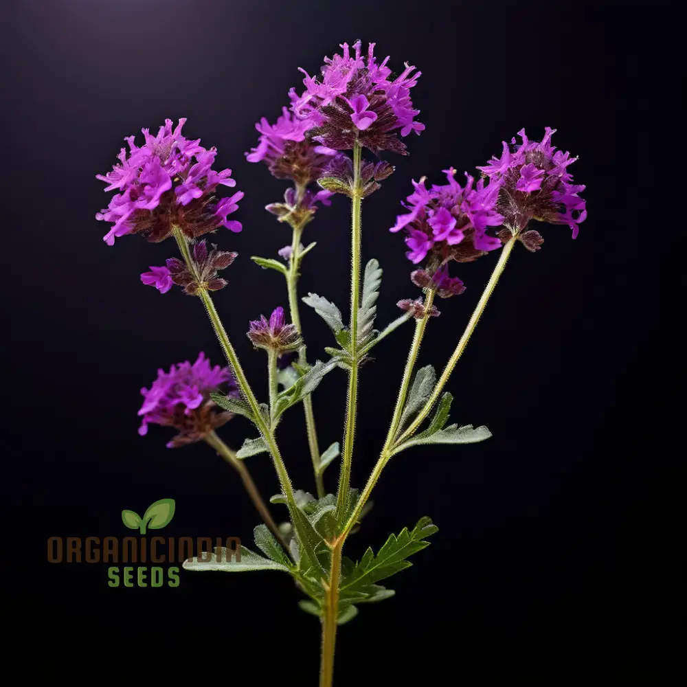Verbena Bonariensis Flower Seeds – Tall, Airy Blooms for Home Gardens - Image 4