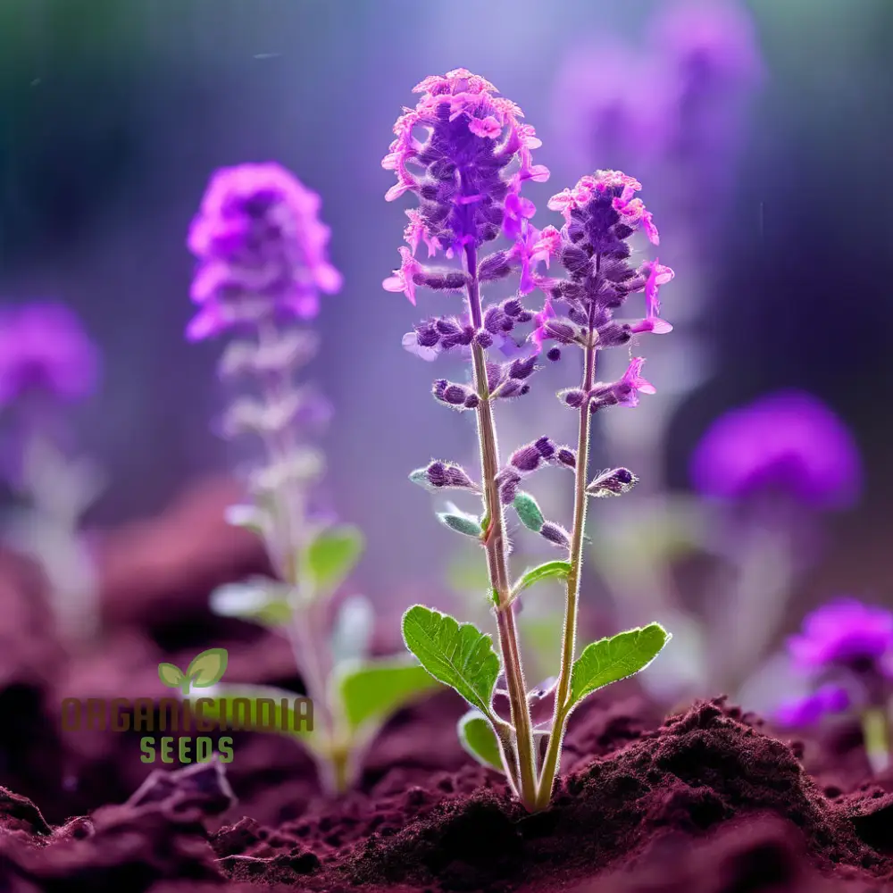 Verbena Bonariensis Flower Seeds – Tall, Airy Blooms for Home Gardens - Image 5