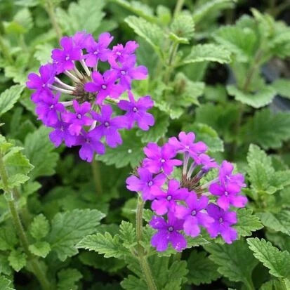 Verbena Bonariensis Flower Seeds – Tall, Airy Blooms for Home Gardens - Image 6