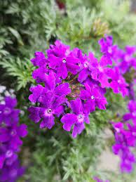 Verbena Bonariensis Flower Seeds – Tall, Airy Blooms for Home Gardens - Image 7