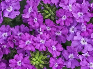 Verbena Bonariensis Flower Seeds – Tall, Airy Blooms for Home Gardens - Image 8