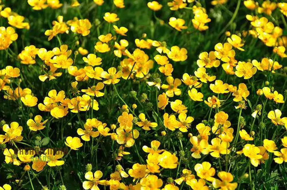 Ranunculus Aconitifolius Flower Seeds For Planting ,Elegant and Hardy Blooms for Your Garden - Image 3
