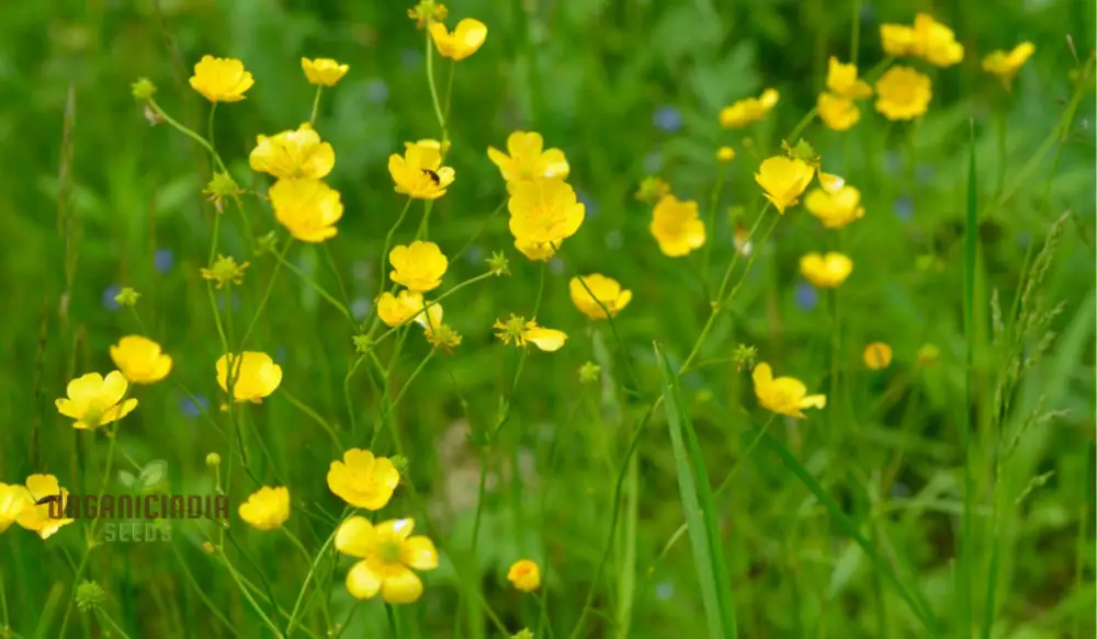 Ranunculus Aconitifolius Flower Seeds For Planting ,Elegant and Hardy Blooms for Your Garden - Image 4
