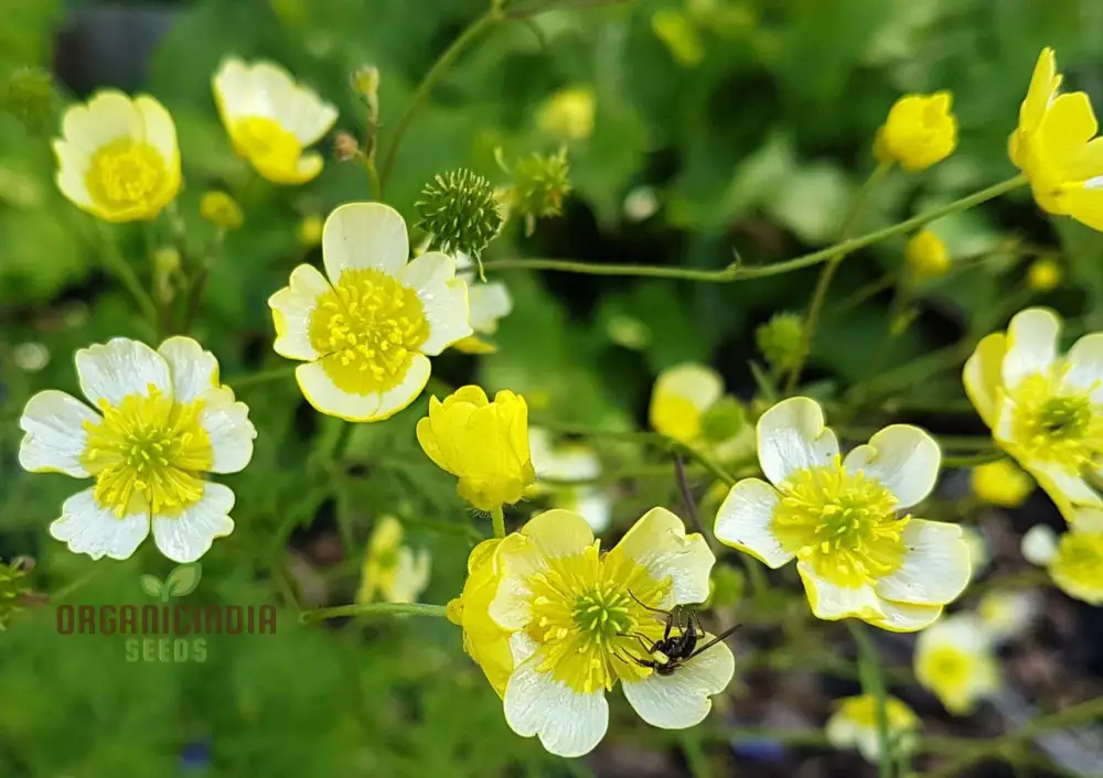 Ranunculus Acris 'Citrinus' Flower Seeds For Planting, Brightening Your Garden with Citrine Blooms