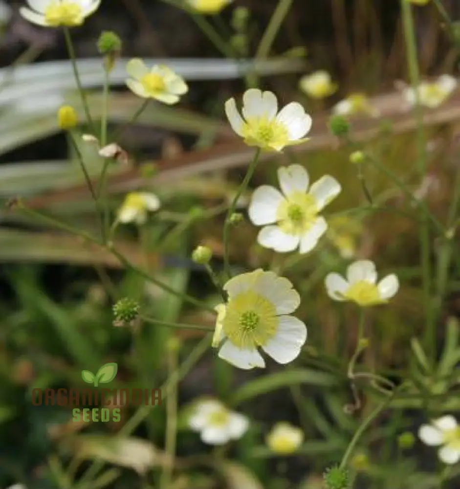 Ranunculus Acris 'Citrinus' Flower Seeds For Planting, Brightening Your Garden with Citrine Blooms - Image 4