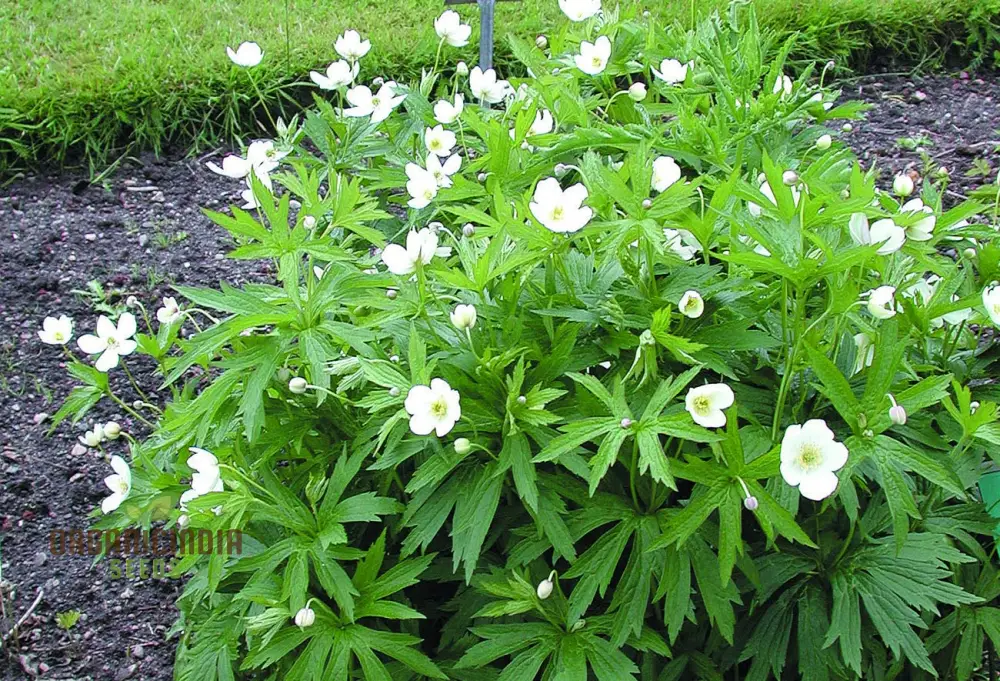 Ranunculus Amplexicaulis Flower Seeds For Planting, Cultivating Delicate and Elegant Blooms for Your Garden