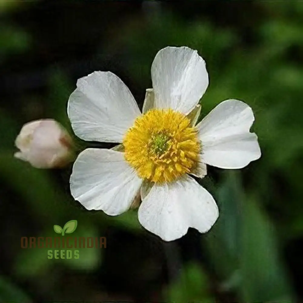 Ranunculus Amplexicaulis Flower Seeds For Planting, Cultivating Delicate and Elegant Blooms for Your Garden - Image 3