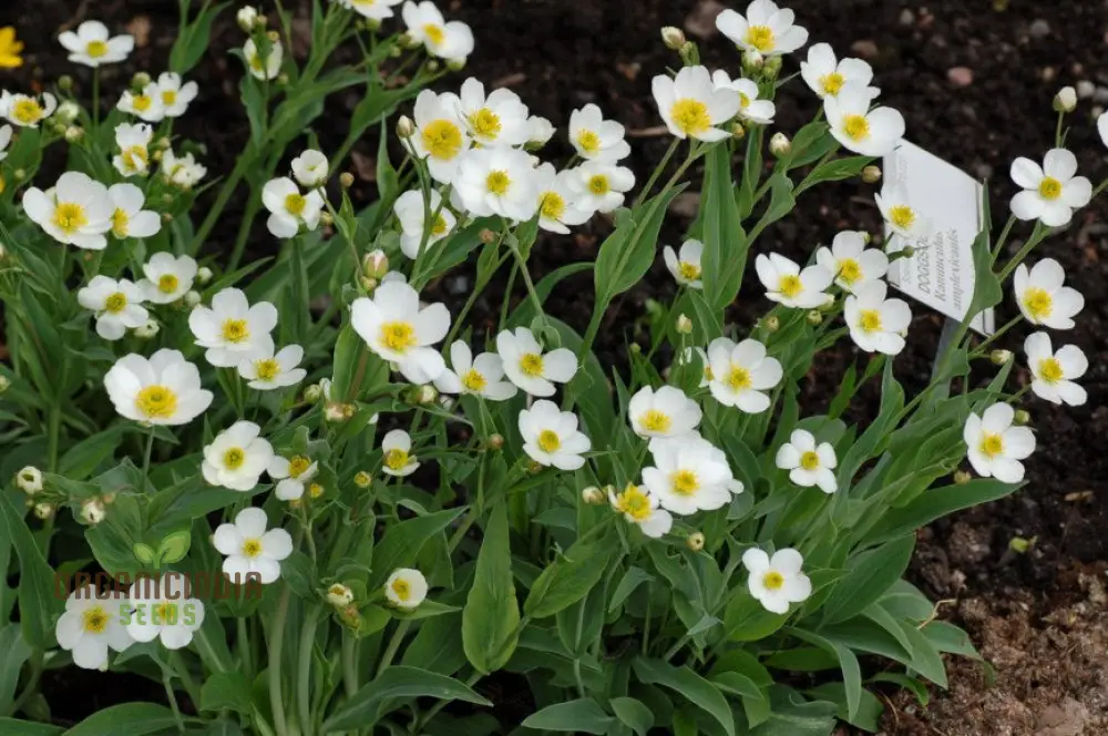 Ranunculus Amplexicaulis Flower Seeds For Planting, Cultivating Delicate and Elegant Blooms for Your Garden - Image 4