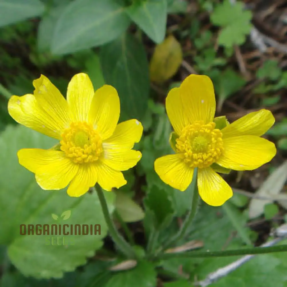 Ranunculus Bullatus Flower Seeds For Planting, Adding Unique and Bright Blooms to Your Garden