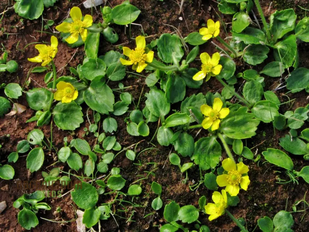 Ranunculus Bullatus Flower Seeds For Planting, Adding Unique and Bright Blooms to Your Garden - Image 3