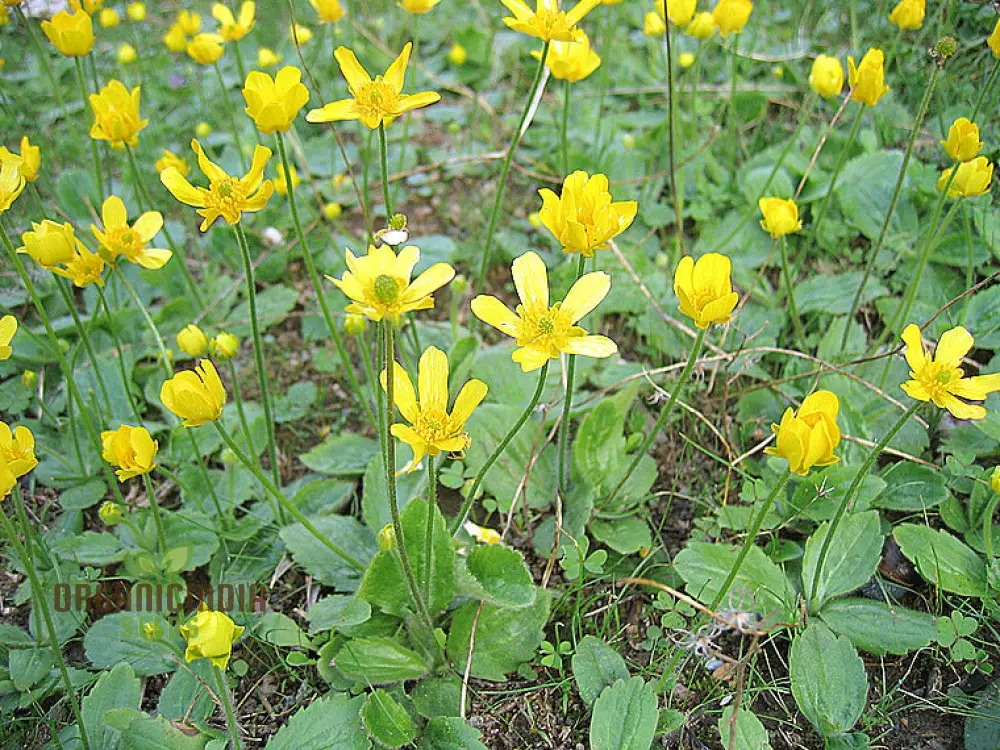 Ranunculus Bullatus Flower Seeds For Planting, Adding Unique and Bright Blooms to Your Garden - Image 4