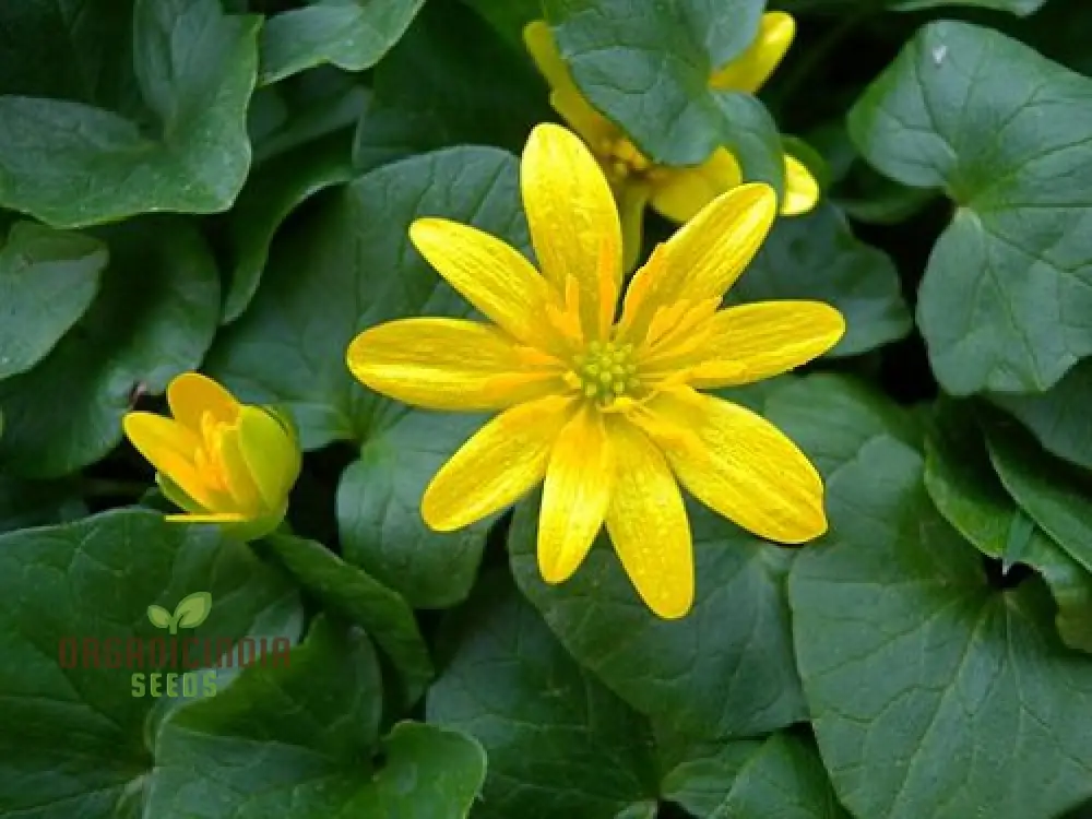 Ranunculus Ficaria Flower Seeds For Planting, Bright and Cheerful Blooms for Your Garden