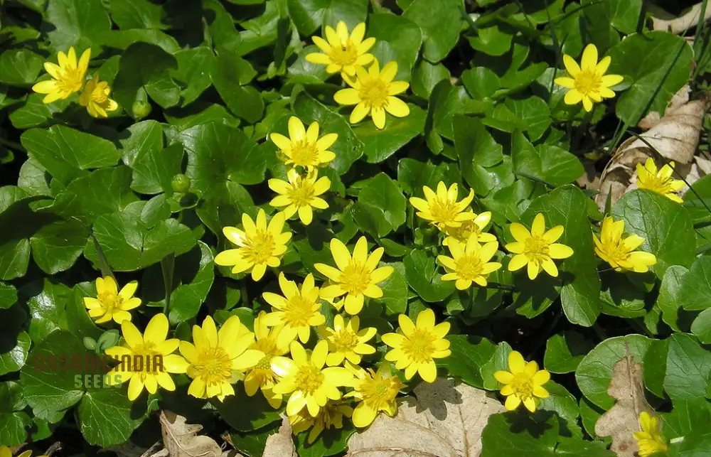 Ranunculus Ficaria Flower Seeds For Planting, Bright and Cheerful Blooms for Your Garden - Image 3