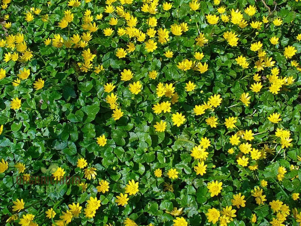 Ranunculus Ficaria Flower Seeds For Planting, Bright and Cheerful Blooms for Your Garden - Image 4