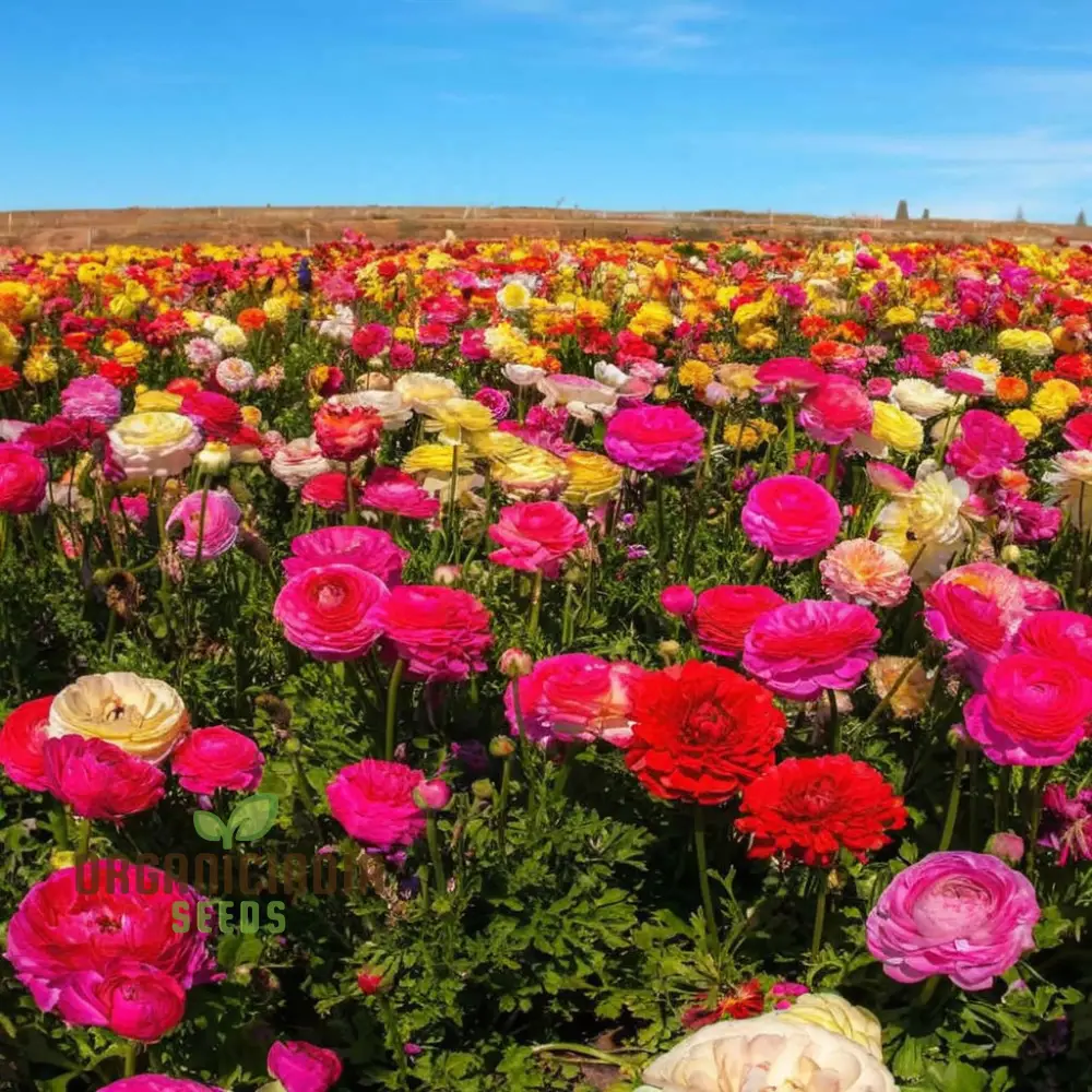 Ranunculus Flower Seeds – Mixed Color Blooms for Garden Planting