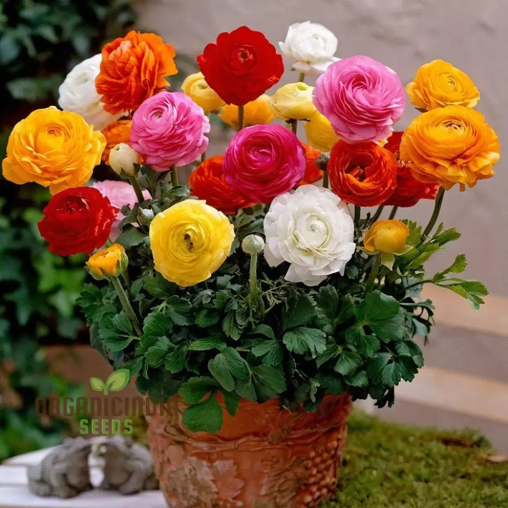 Ranunculus Flower Seeds – Mixed Color Blooms for Garden Planting - Image 3