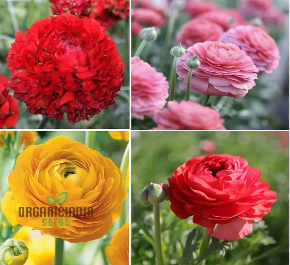 Ranunculus Flower Seeds – Mixed Color Blooms for Garden Planting - Image 4