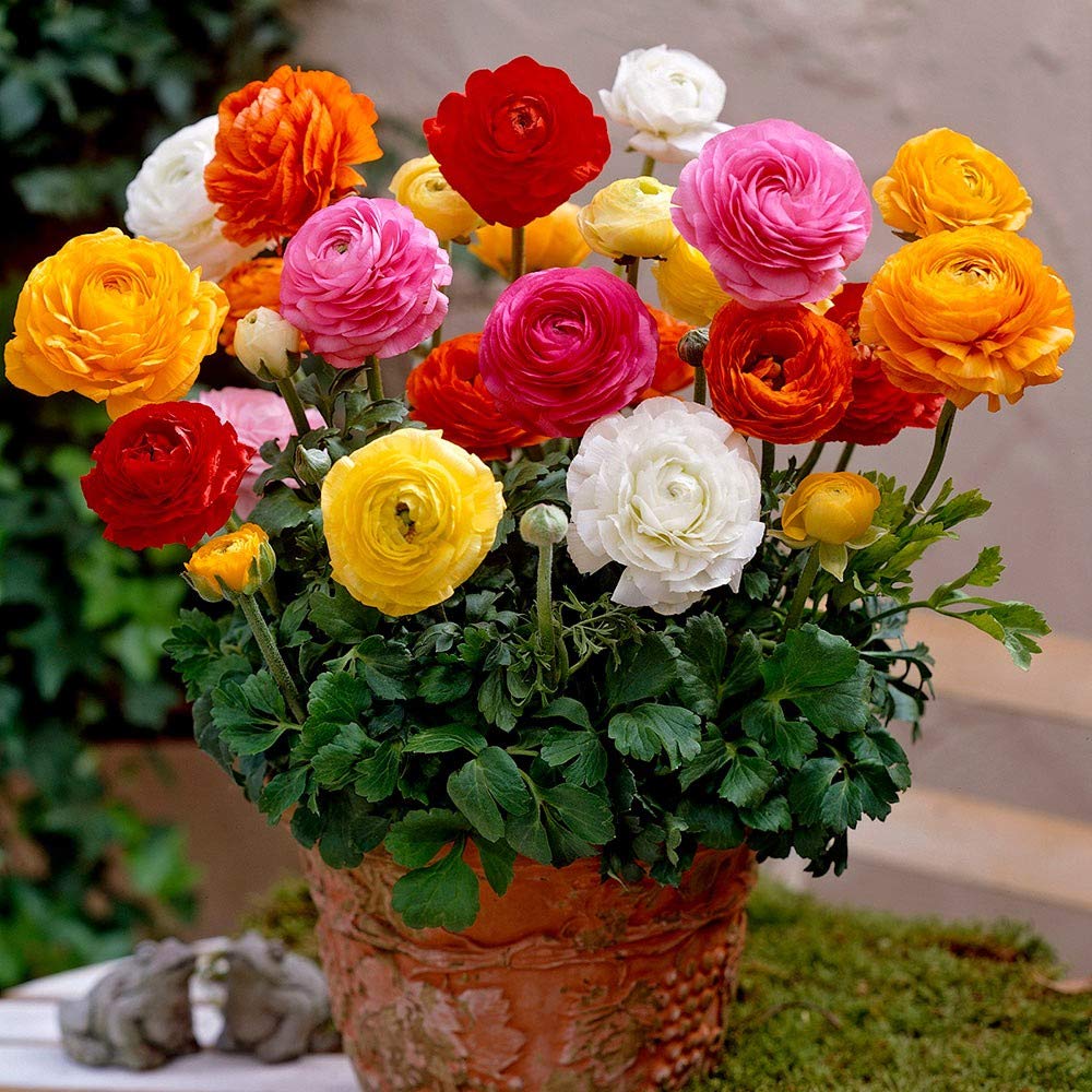Ranunculus Flower Seeds – Mixed Color Blooms for Garden Planting - Image 5