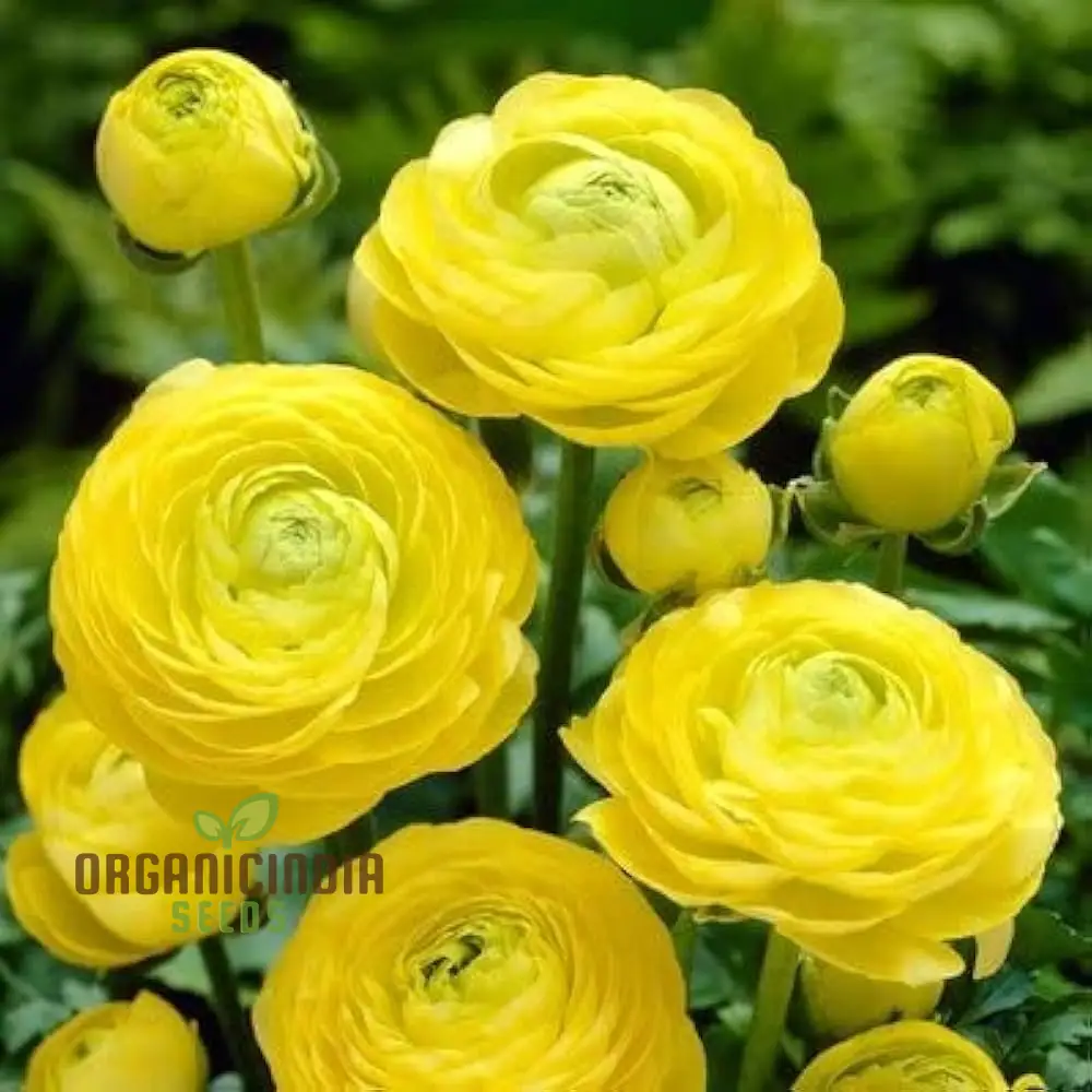 Ranunculus Flower Seeds (Yellow) - Easy Planting Guide Included for Bright Blooms