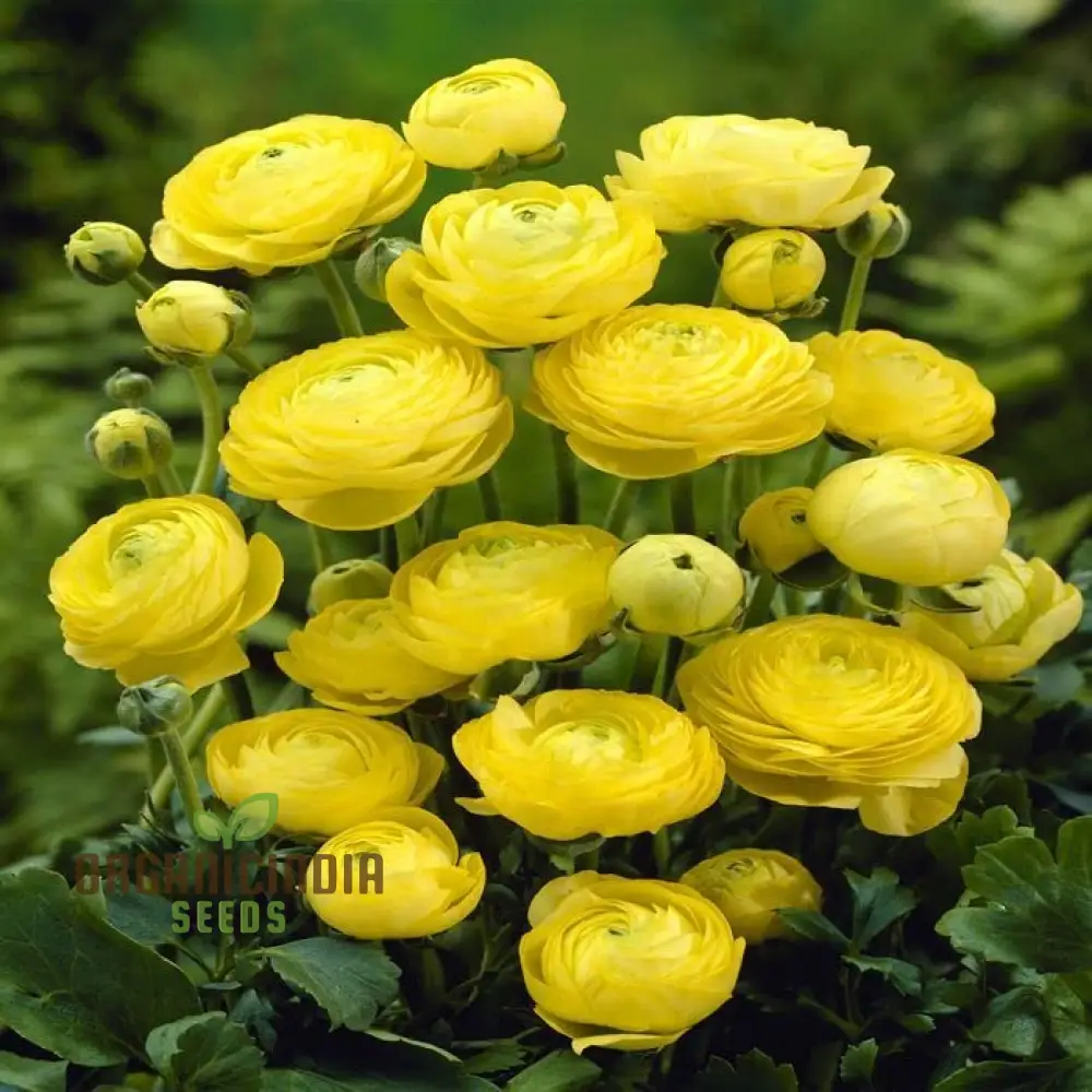 Ranunculus Flower Seeds (Yellow) - Easy Planting Guide Included for Bright Blooms - Image 3