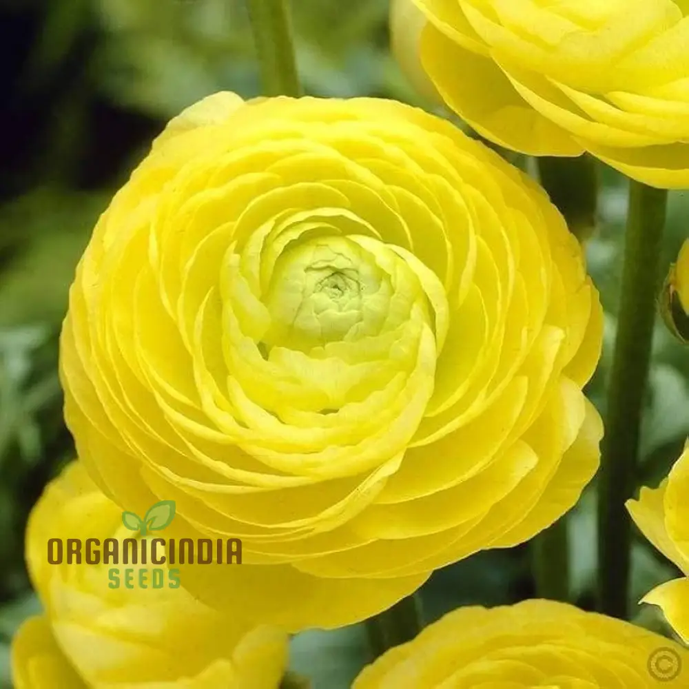 Ranunculus Flower Seeds (Yellow) - Easy Planting Guide Included for Bright Blooms - Image 4