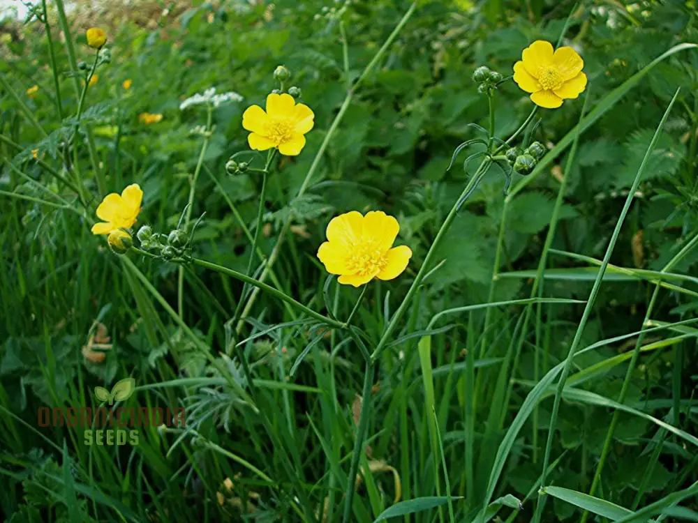 Ranunculus Gramineus Flower Seeds For Planting, Delicate Grass-Like Blooms for Your Garden"