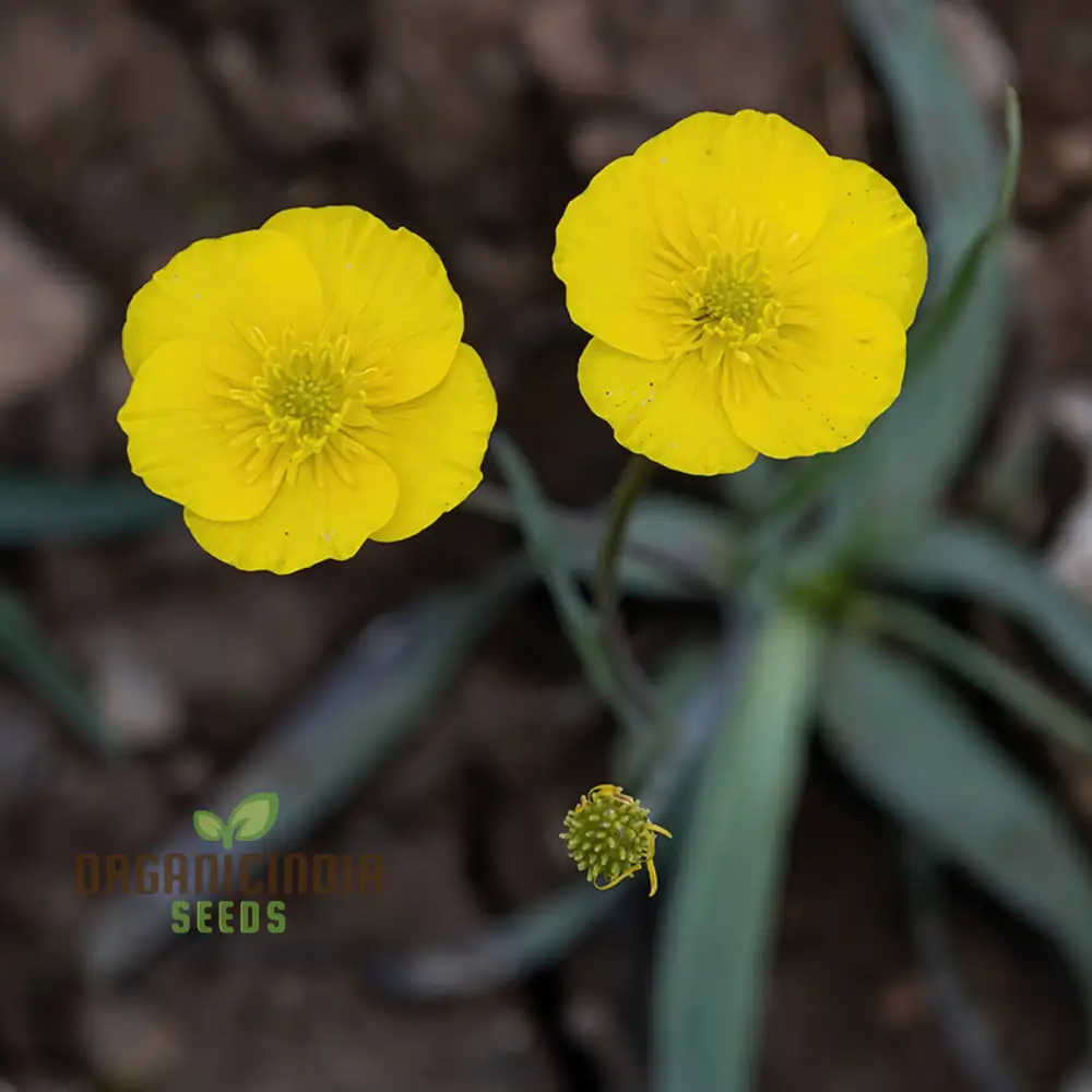 Ranunculus Gramineus Flower Seeds For Planting, Delicate Grass-Like Blooms for Your Garden" - Image 3