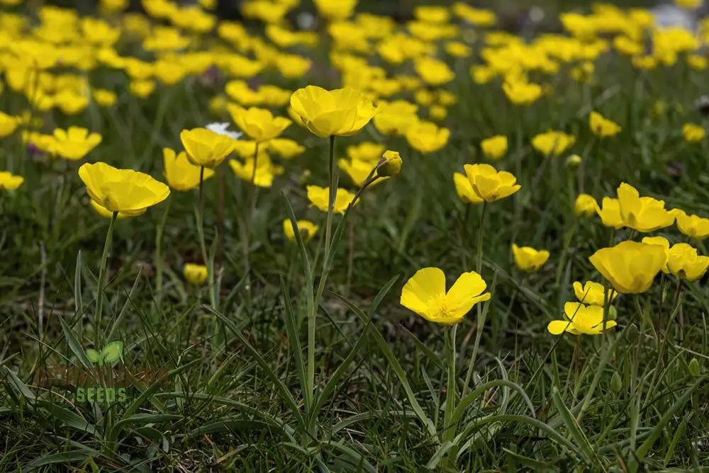 Ranunculus Gramineus Flower Seeds For Planting, Delicate Grass-Like Blooms for Your Garden" - Image 4