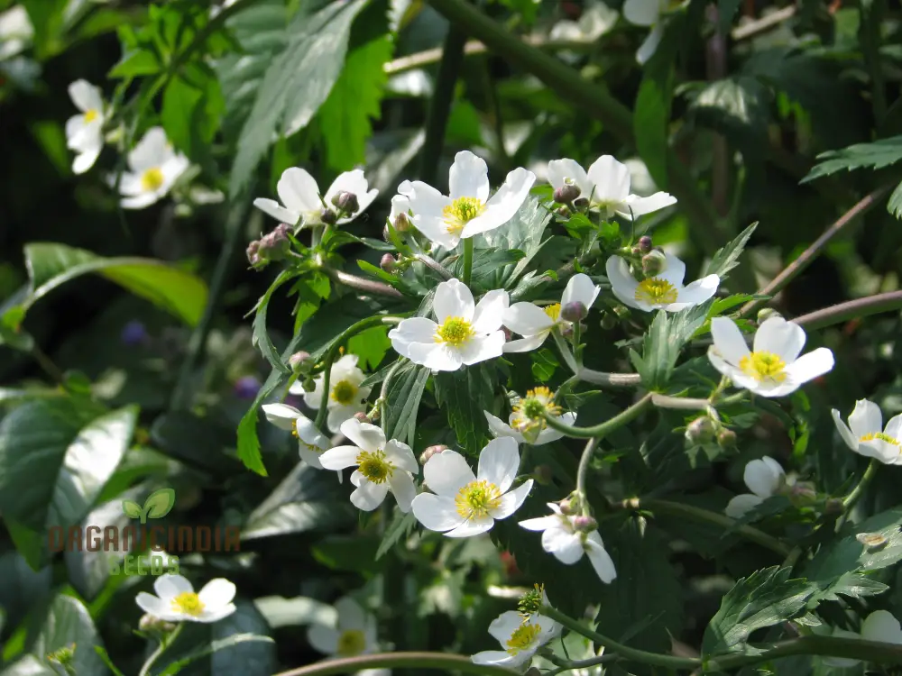 Ranunculus Platanifolius Flower Seeds For Planting, Adding Stunning Large Blooms to Your Garden
