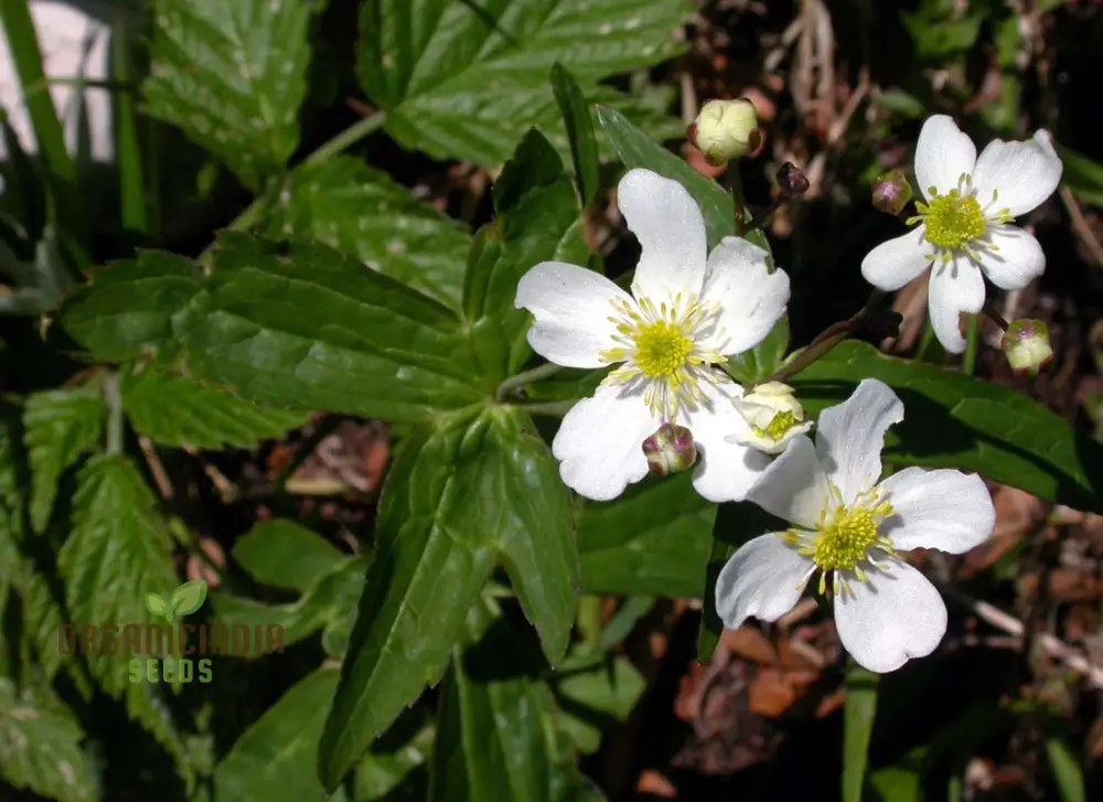 Ranunculus Platanifolius Flower Seeds For Planting, Adding Stunning Large Blooms to Your Garden - Image 3