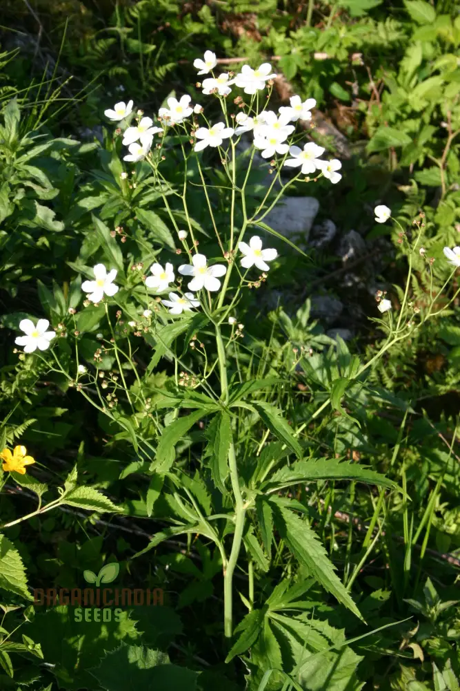 Ranunculus Platanifolius Flower Seeds For Planting, Adding Stunning Large Blooms to Your Garden - Image 4