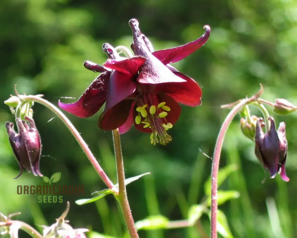 Aquilegia Atrata Seeds – Rare Perennial Columbine Variety for Beautiful Garden Blooms
