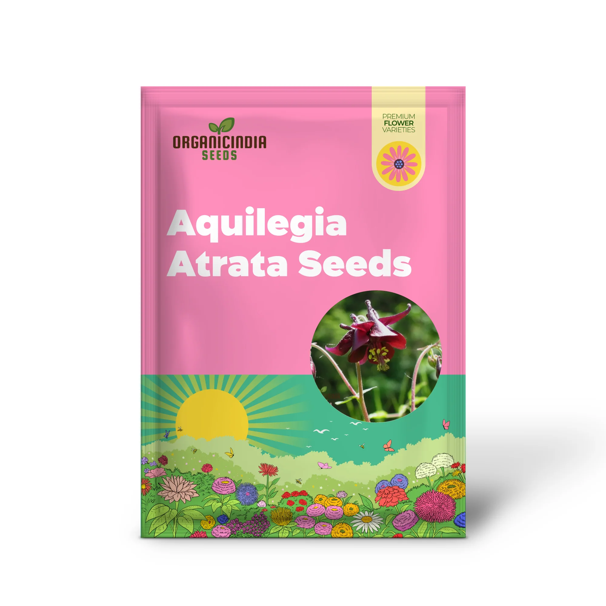 Aquilegia Atrata Seeds – Rare Perennial Columbine Variety for Beautiful Garden Blooms - Image 2