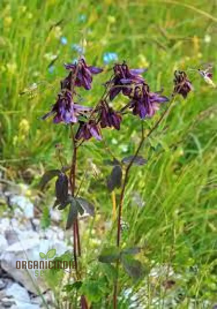Aquilegia Atrata Seeds – Rare Perennial Columbine Variety for Beautiful Garden Blooms - Image 3