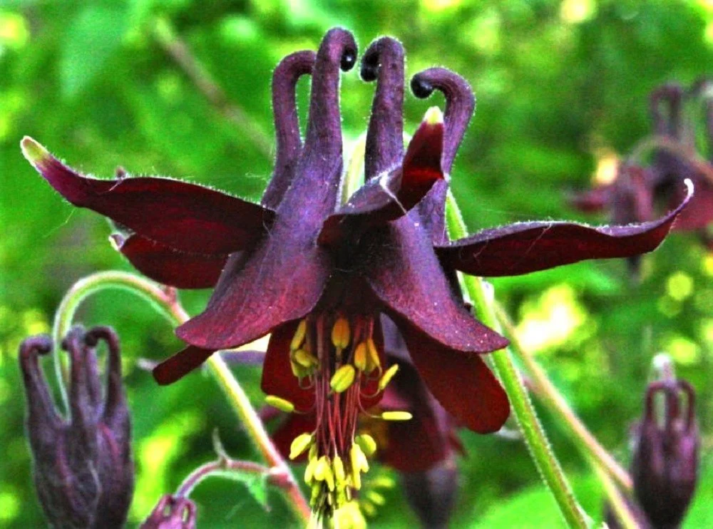 Aquilegia Atrata Seeds – Rare Perennial Columbine Variety for Beautiful Garden Blooms - Image 5
