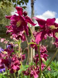 Aquilegia Atrata Seeds – Rare Perennial Columbine Variety for Beautiful Garden Blooms - Image 6